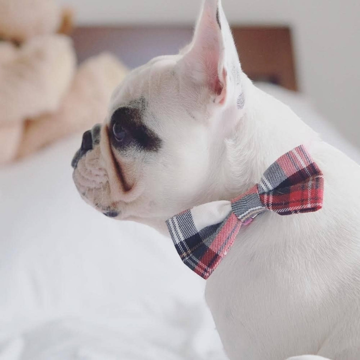 Alfies Red & White Plaid Tartan Puppy Dog Bow Tie