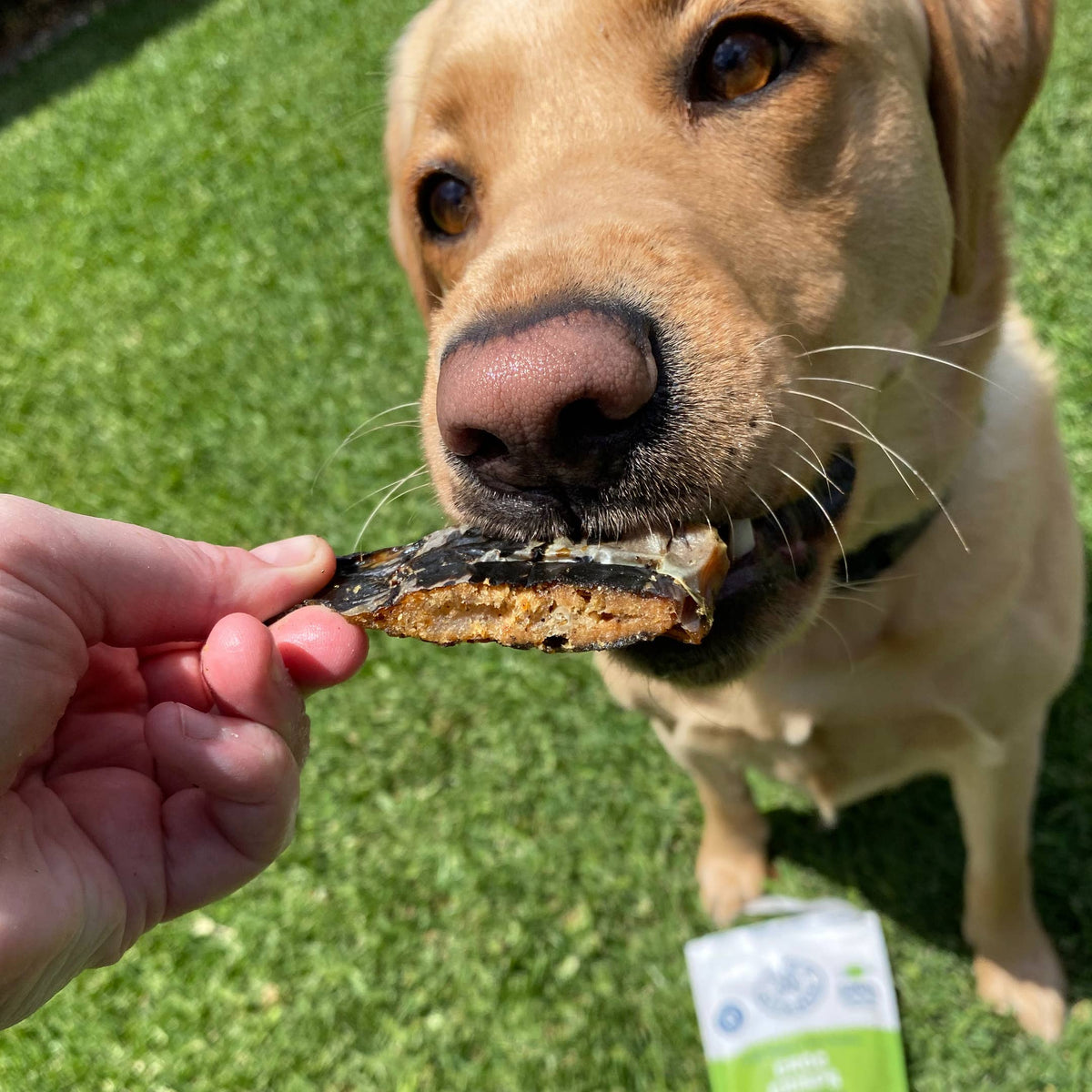 Make It Snappy - Croc Jerky