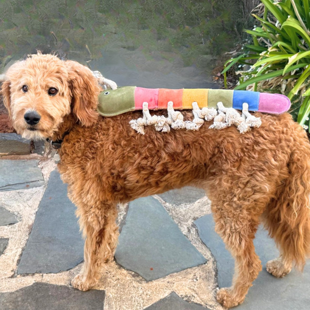 Giant Rainbow Gerti for Giant Dogs