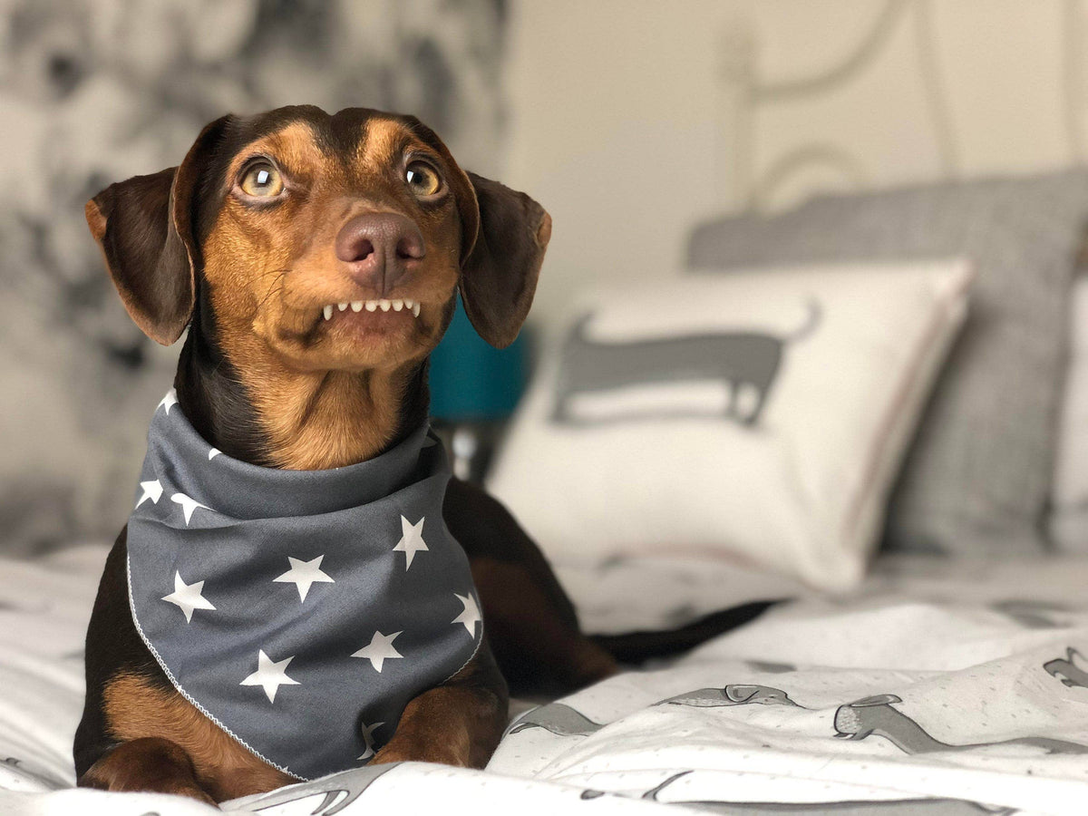 Grey Star Puppy Dog Tie on Bandana - Handmade
