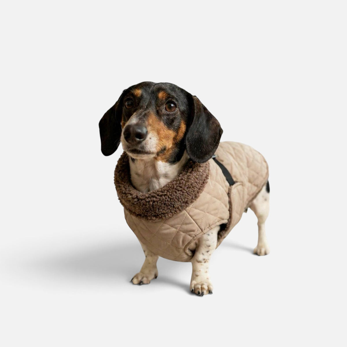 The Snuggie - Water shower proof Dachshund jacket