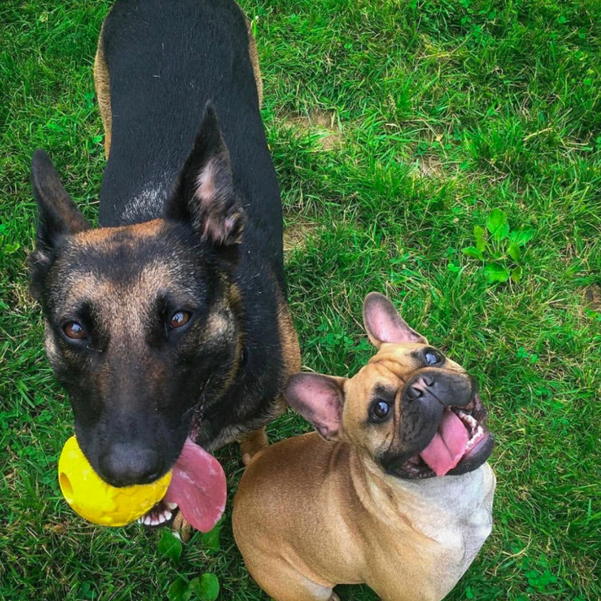 Industrial Dog Ball (Power Chewers)