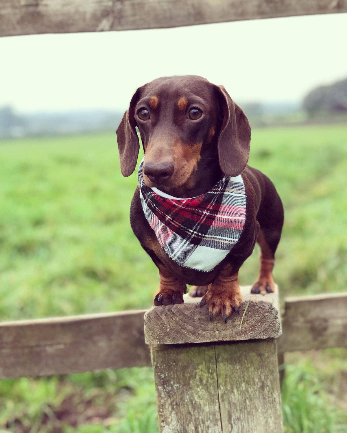 Alfies Red & White Tartan Plaid Puppy Dog Bandana - Handmade