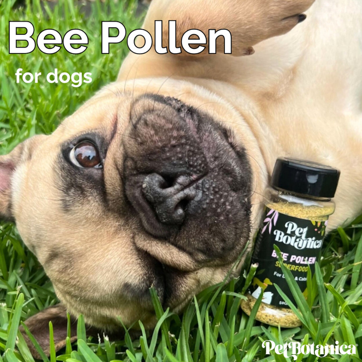 Bee Pollen Superfood Meal Topper for dogs and cats | Allergy