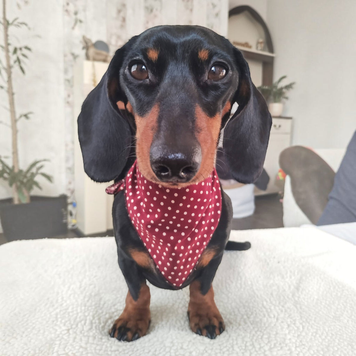 Olde English Red Polka Dot Dog Bandana (classic) - Handmade