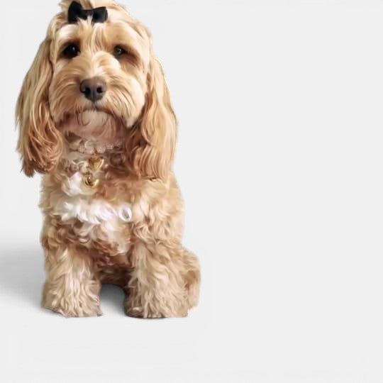 Dog Birthday Bon Bon | Birthday gift for dogs