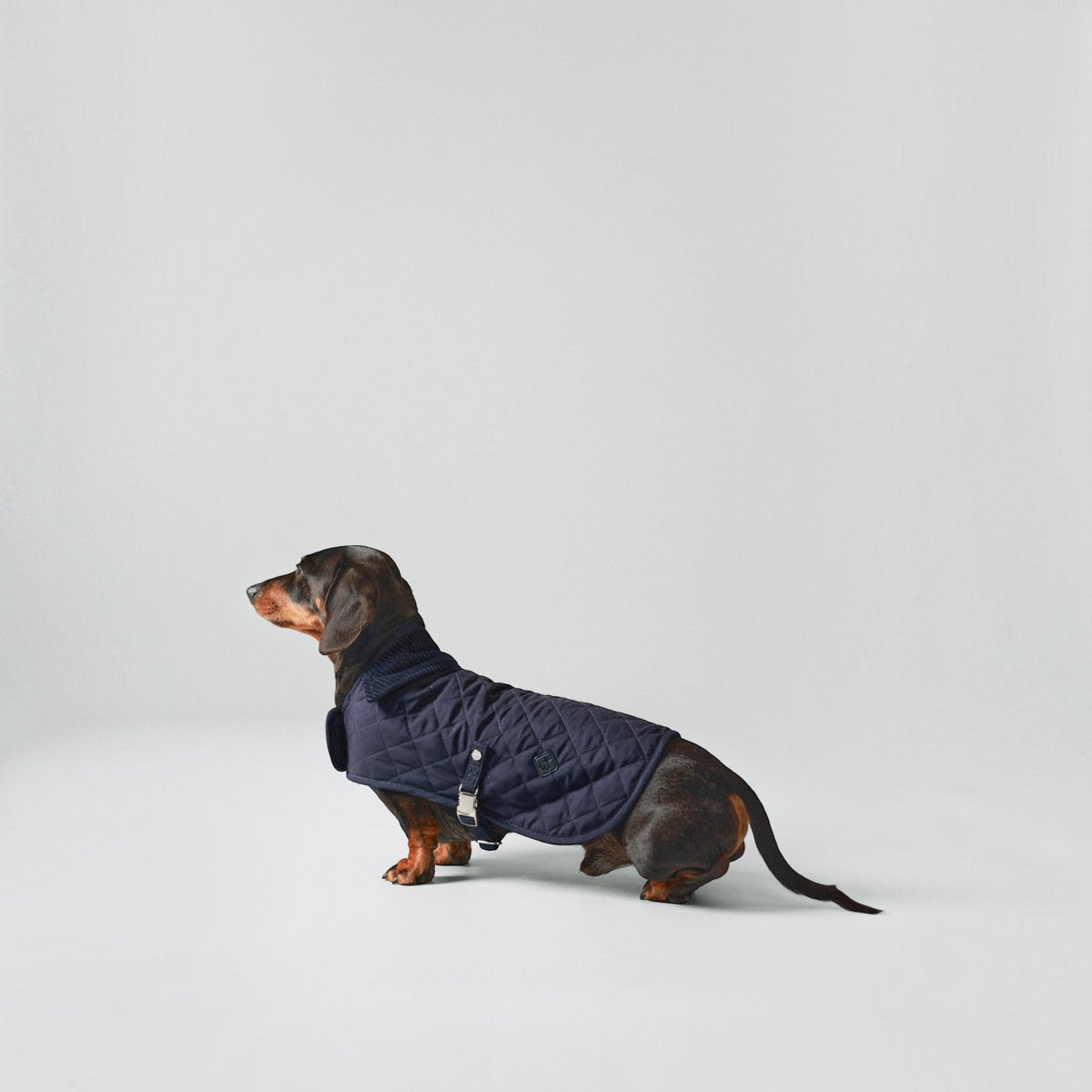 Hackett x Hugo Hudson Navy Quilted Dog Jacket
