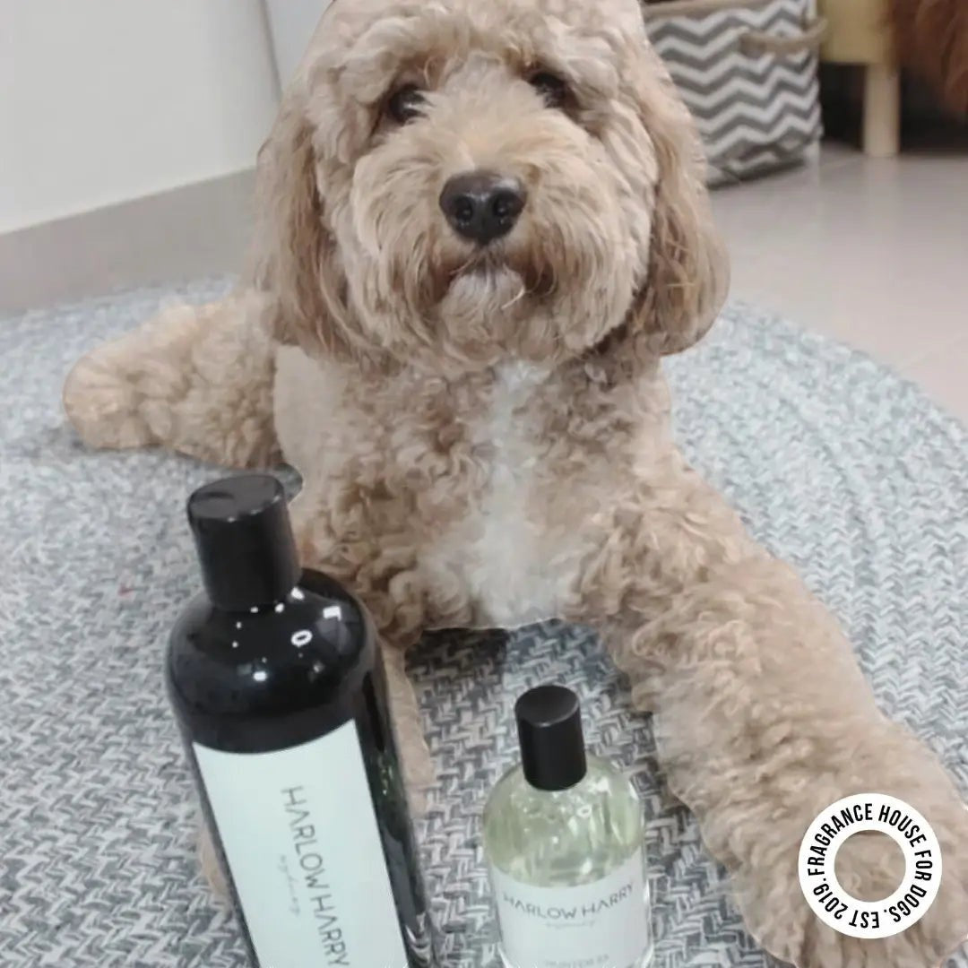 2-in-1 Conditioning Dog Shampoo | Hunter 33