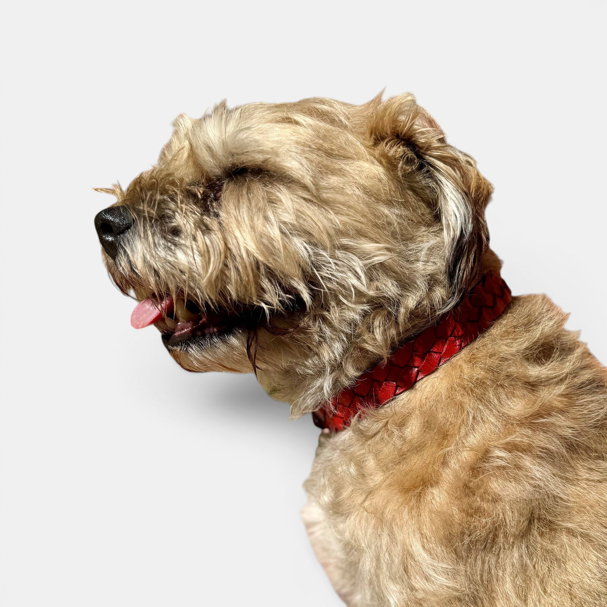 Casey Collar - Red