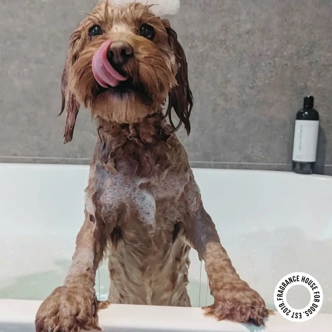 2-in-1 Conditioning Dog Shampoo | Bellevue 162
