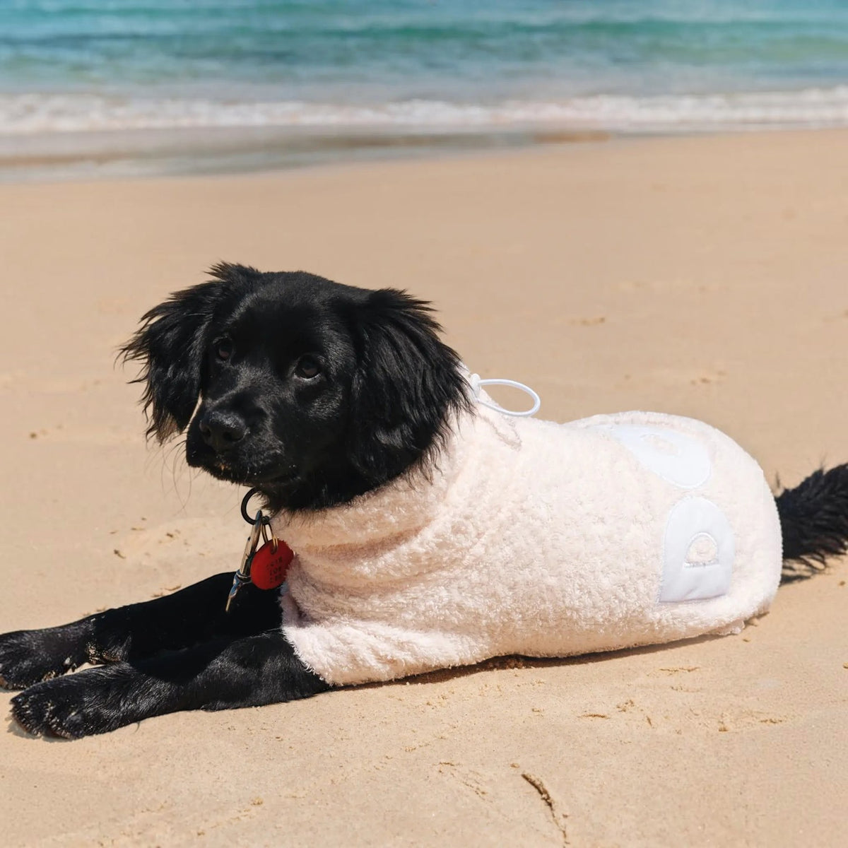 DOG Poncho