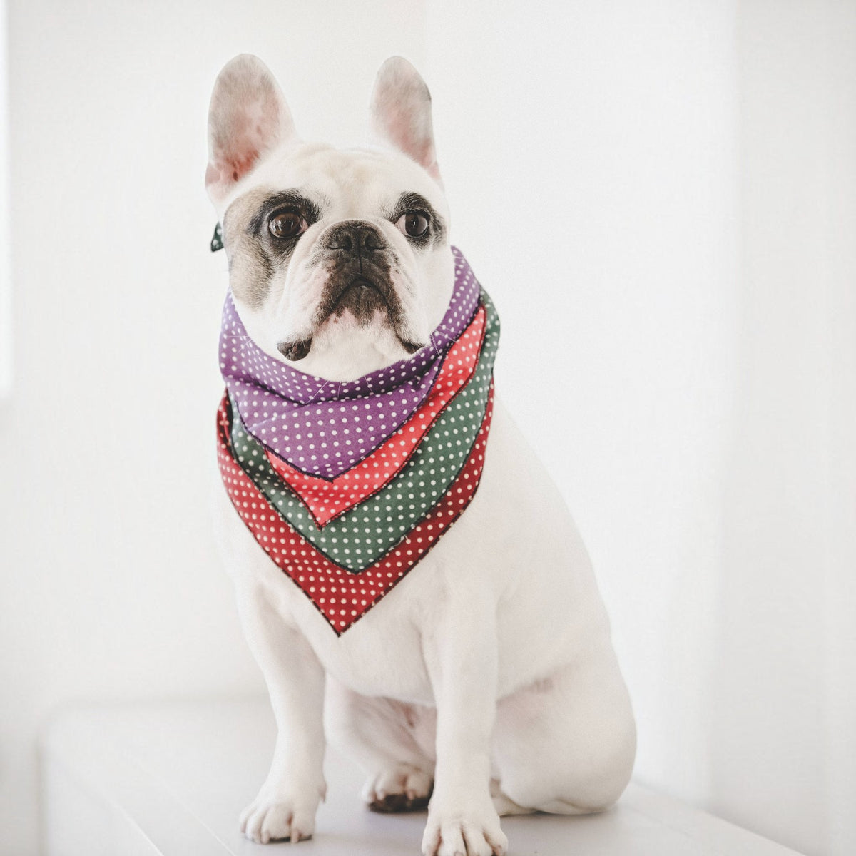 Olde English Red Polka Dot Dog Bandana (classic) - Handmade