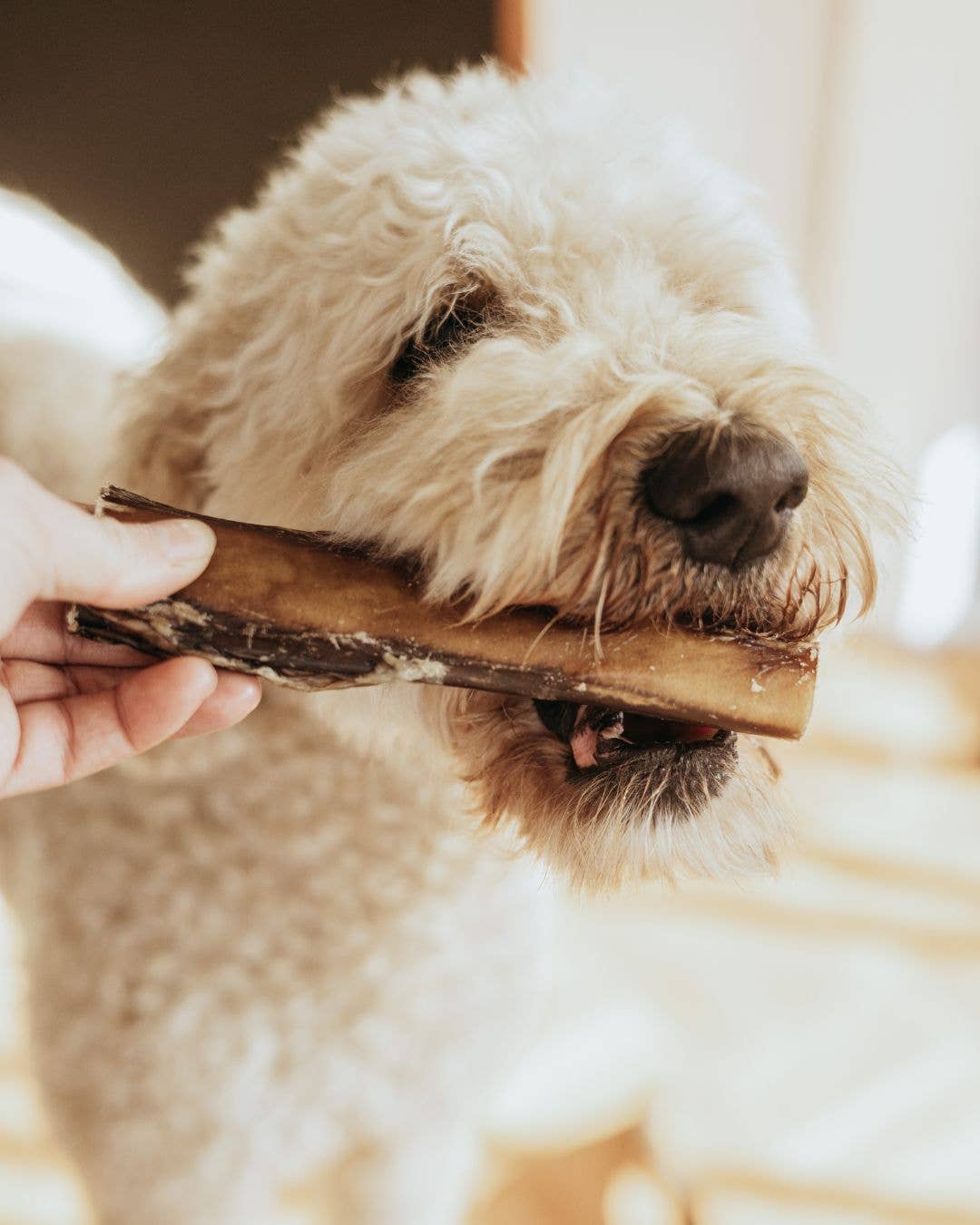 Extra Thick Bully Stick | Natural Dog Chew