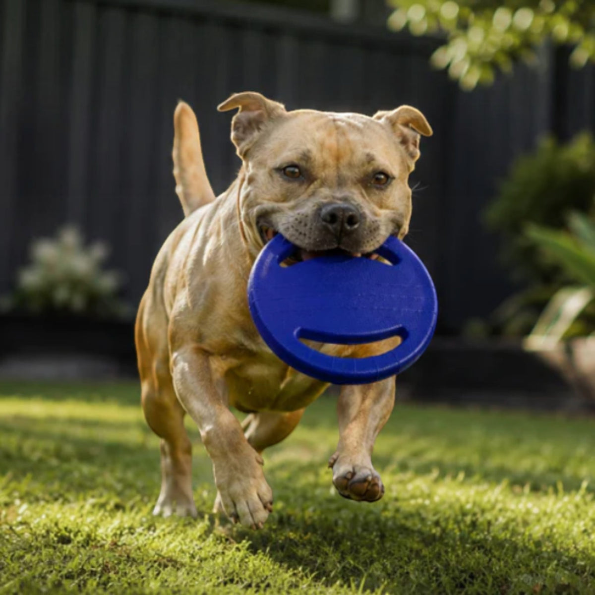 Dog Flying Frisbee & Tug Toy | Non-Toxic