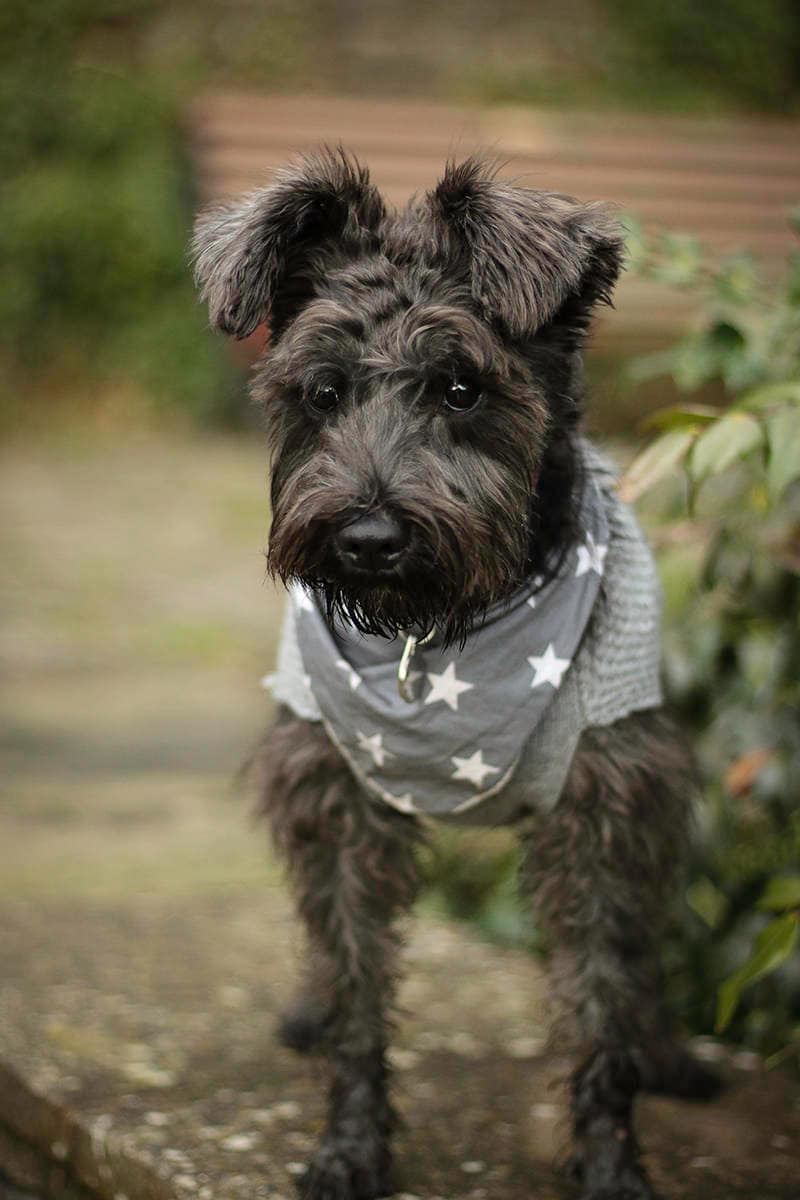 Grey Star Puppy Dog Tie on Bandana - Handmade