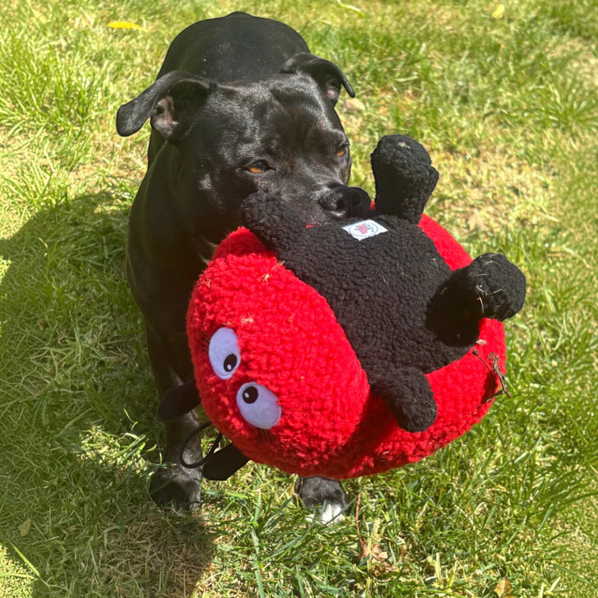 Larry Ladybug Plush Dog Toy-100% Recycled material