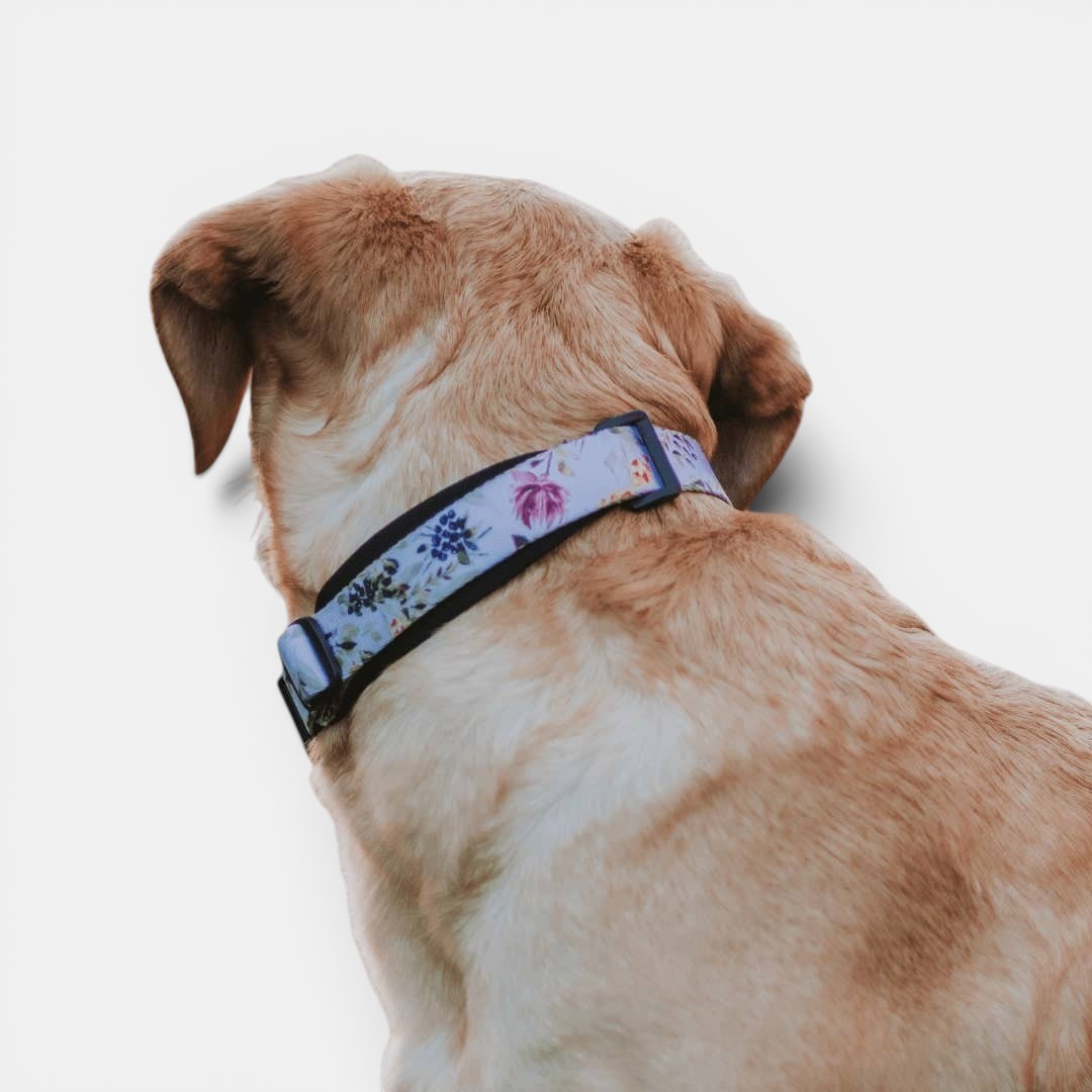 Evergreen Martingale Training Collar