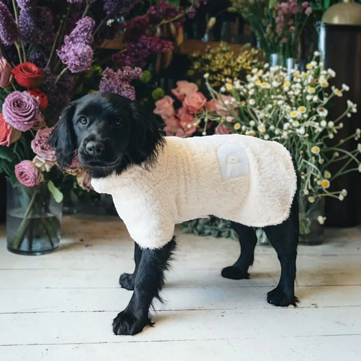 DOG Poncho