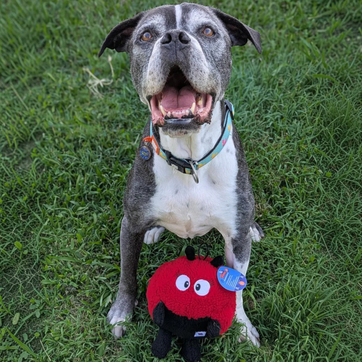 Larry Ladybug Plush Dog Toy-100% Recycled material