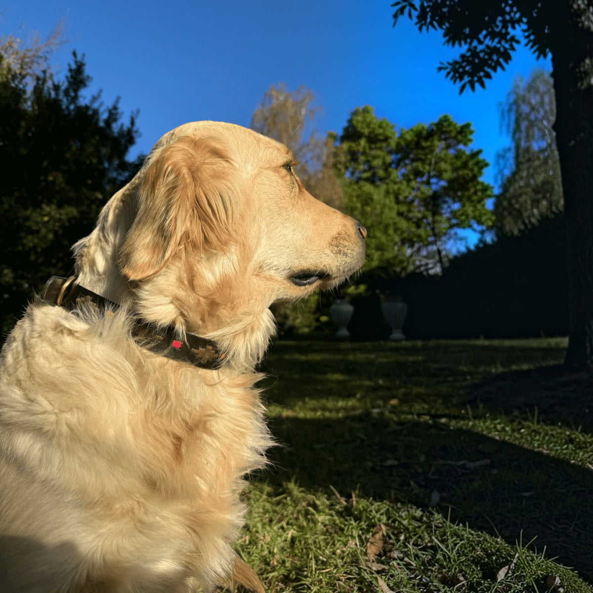 The Dog Emporium Mage buffalo leather dog collar with brown and pink stitching on a golden retriever in a garden